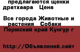 предлагаются щенки дратхаара › Цена ­ 20 000 - Все города Животные и растения » Собаки   . Пермский край,Кунгур г.